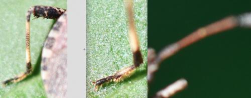 Ceraleptus sp.
